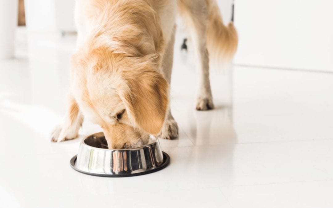 Choosing the best diet for your pet